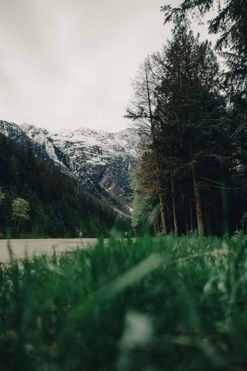 Schneebedeckte Berge und Wald in British Columbia – BC PNP Einwanderung